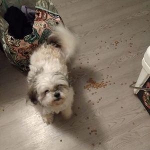 Meet your Posher, Ginabean